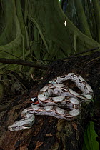 Boa constrictor (Boa constrictor) Tayrona National Park, Colombia.