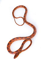Cat-eyed snake (Leptodeira septentrionalis) from La Selva Biological Station, Costa Rica. Photographed in a studio.