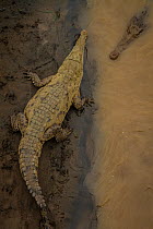 American crocodiles (Crocodylus acutus) in the Rio Tarcoles, Costa Rica.