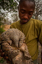 Cape pangolin (Smutsia temminckii) female, rescued from poachers by rangers, Gorongosa National Park, Mozambique.
