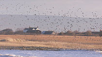 Large mixed flock of Knot (Calidris canutrus), Dunlin (Calidris alpina) and Golden plover (Pluvialis apricaria) in flight at high tide at mouth of the River Parrett, Steart Marshes WWT Reserve, Somers...