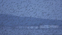 Large mixed flock of Knot (Calidris canutrus), Dunlin (Calidris alpina) and Golden plover (Pluvialis apricaria) in flight at high tide, Steart Marshes WWT Reserve, Somerset, England, UK, January.