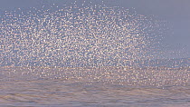 Large mixed flock of Knot (Calidris canutrus), Dunlin (Calidris alpina) and Golden plover (Pluvialis apricaria) in flight at high tide, Steart Marshes WWT Reserve, Somerset, England, UK, January.