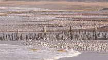 Large mixed flock of Knot (Calidris canutrus), Dunlin (Calidris alpina) and Golden plover (Pluvialis apricaria) gathered on shoreline at high tide, Steart Marshes WWT Reserve, Somerset, England, UK, J...
