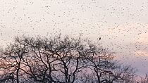 Common kestrel (Falco tinnunculus) perched in tree, with large flock of Common starlings (Sturnus vulgaris) flying to roost in background, Somerset Levels, England, UK, January.