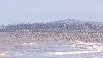 Mixed flock of Knot (Calidris canutrus), Dunlin (Calidris alpina) and Golden plover (Pluvialis apricaria) taking off from shoreline at high tide, Steart Marshes WWT Reserve, Somerset, England, UK, Jan...
