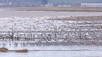 Large mixed flock of Knot (Calidris canutrus), Dunlin (Calidris alpina) and Golden plover (Pluvialis apricaria) taking off at high tide, Steart Marshes WWT Reserve, Somerset, England, UK, January.