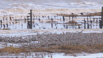 Large mixed flock of Knot (Calidris canutrus), Dunlin (Calidris alpina) and Golden plover (Pluvialis apricaria) taking off from shoreline at high tide, Steart Marshes WWT Reserve, Somerset, England, U...