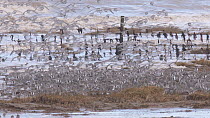 Mixed flock of Knot (Calidris canutrus), Dunlin (Calidris alpina) and Golden plover (Pluvialis apricaria) in flight at high tide, landing on shoreline, Steart Marshes WWT Reserve, Somerset, England, U...