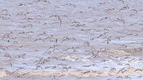 Large mixed flock of Knot (Calidris canutrus), Dunlin (Calidris alpina) and Golden plover (Pluvialis apricaria) in flight at high tide, landing on shoreline, Steart Marshes WWT Reserve, Somerset, Engl...