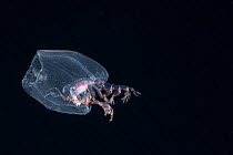Parasitoid deepsea hyperiid amphipod  (Phronima sp) carrying a clutch of eggs, Kona, Hawaii, USA.