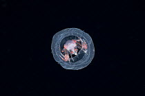 Parasitoid deepsea hyperiid amphipod (Phronima sp.) parasite  riding inside the shell of its host salp, Kona, Hawaii. USA. Central Pacific Ocean.