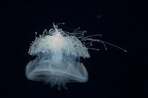 Crown jellyfish (Cephea cephea) with a juvenile drift fish sheltering within its venomous tentacles, hiding its head inside the jelly's mouth. In surface waters of deep open ocean at night, Kona, Hawa...