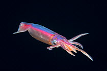 Purpleback flying squid (Sthenoteuthis oualaniensis) in surface waters of the deep open ocean at night, Kona, Hawaii, USA.