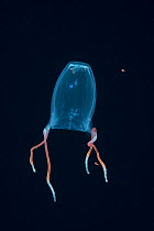 Box jellyfish (Alatina alata) at night in surface waters of deep ocean off Kailua Kona, Hawaii, USA.