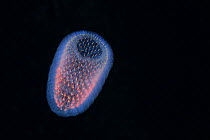 Pyrosome, a type of pelagic colonial tunicate known for its bioluminescence, photographed at night, Kona, Hawaii, USA.