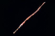 Pacific trumpetfish (Aulostomus chinensis) juvenile photographed in surface waters of the deep ocean off North Kona, Hawaii, USA.