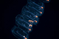 Rover fish (Emmelichthyidae) juvenile sheltering inside a colonial salp  at night in surface waters of deep ocean off Kailua Kona, Hawaii, USA.