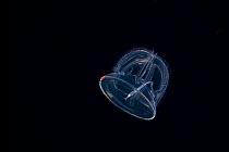 Tornaria larva of the acorn worm or enteropneust worm (Ptychodera flava) photographed at night in surface waters of deep ocean off Kailua Kona, Hawaii, USA.
