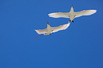Red-tailed tropicbird (Phaethon rubricauda rothschildi) pair in courtship flight, Sand Island, Midway Atoll National Wildlife Refuge, Papahanaumokuakea Marine National Monument, Northwest Hawaiian Isl...