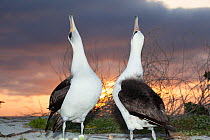 Laysan albatross (Phoebastria immutabilis) pair sky-pointing during courtship at sunset, Sand Island, Midway Atoll, Midway National Wildlife Refuge, Papahanaumokuakea National Monument, Northwest Hawa...