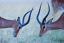 Impala (Aepyceros melampus) males sparring, Masai Mara National Reserve, Kenya
