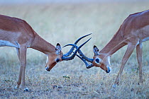 Impala (Aepyceros melampus) males sparring, Masai Mara National Reserve, Kenya