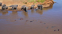 African elephant  (Loxodonta africana) herd drinking from the Mara River with Hippopotamus,  Masai Mara National Reserve, Kenya.