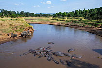 Hippopotamus (Hippopotamus amphibius) group resting in river while African elephants (Loxodonta africana) drink in the background, Masai Mara National Reserve, Kenya.