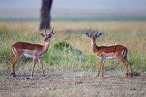 Impala (Aepyceros melampus) males about to spar, Masai Mara National Reserve, Kenya.