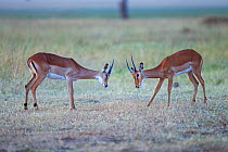 Impala (Aepyceros melampus) males sparring . Masai Mara National Reserve, Kenya.
