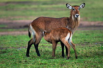 Defassa waterbuck (Kobus ellipsiprymnus defassa) female and calf. Masai Mara National Reserve, Kenya.