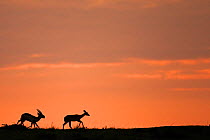Impala (Aepyceros melampus) two silhouetted  at sunrise, Masai Mara National Reserve, Kenya.