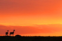 Impala (Aepyceros melampus) two silhouetted at sunrise, Masai Mara National Reserve, Kenya.
