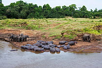 Hippopotamus (Hippopotamus amphibius)  group resting on river bank while African elephants drink in the background. Masai Mara National Reserve, Kenya. July.