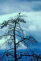 Spotted redshank (Tringa erythropus) adult perched on tree over nesting area, Munio, Finland.