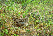 Whimbrel (Numenius phaeopus) adult at nest with eggs, in marshy area with with dwarf birch and willow, bilberry, bog rosemary , Mounio, Finland