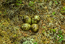 Whimbrel (Numenius phaeopus) nest and eggs in wet, marshy area Munio, Finland