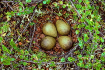 Bar tailed godwit (Limosa lapponica) nest with four eggs surrounded by dwarf birch, on tundra, North Norway