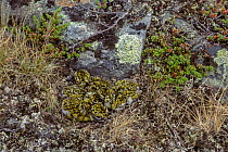 Golden plover (Pluvialis apricaria) chicks camouflaged in nest, age two days, in tundra, Hardangervidda, Norway. Small repro only