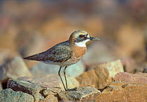 Greater sand plover (Charadrius leschenaultii) adult male, winter Eilat, Israel.