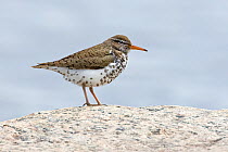 Spotted sandpiper (Actitis macularia) adult, at breeding area, Churchill, Manitoba, Canada, June.