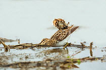Common snipe (Gallinago gallinago) adult - displaying to snipe flying nearby, Varna Wetlands,  Bulgaria.