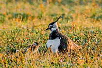Lapwing (Vanellus vanellus) adult female with chick,  rough grazing meadow in low evening light. North Uist, Scotland, UK, May.