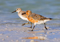 Red knot (Calidris canutus)  adult  in breeding plumage, with non breeding adult, Fort De Soto, Florida, USA, April.