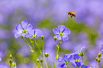 Honey bee (Apis melifera) flying to Flax (Linum usitatissimum) flowers, Monmouthshire, Wales, UK, May.