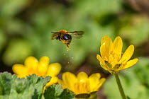 Mining bee (Andrena bicolor) leaving behind a golden pollen trail mid-air. Lesser Celandine (Ranunculus ficaria) Monmouthshire, Wales, UK, March.