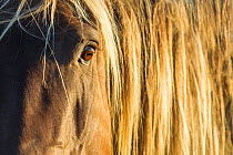 Rocky mountain horse close up of head and mane, Bozeman, Montana, USA. June.