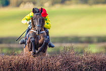 Racehorse jumping fence in  Itton point-to-point horse race, Monmouthshire, Wales, UK.