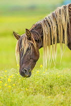 Rocky mountain horse, Bozeman, Montana, USA. June.
